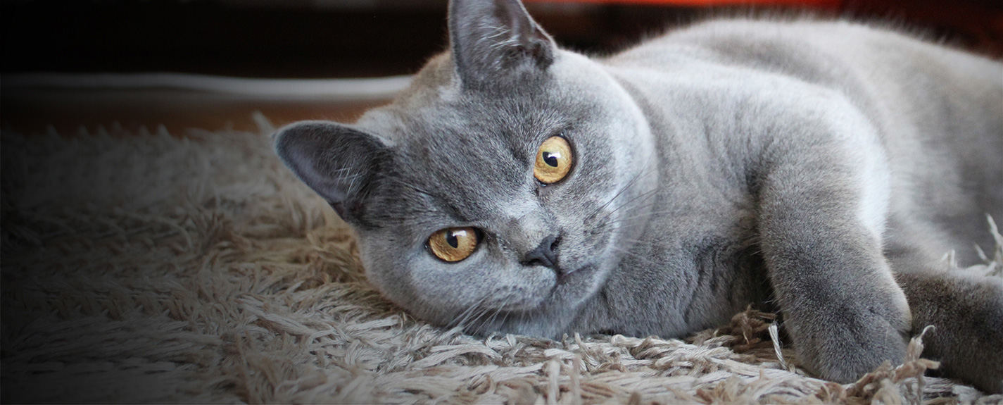 Bleu British Shorthair