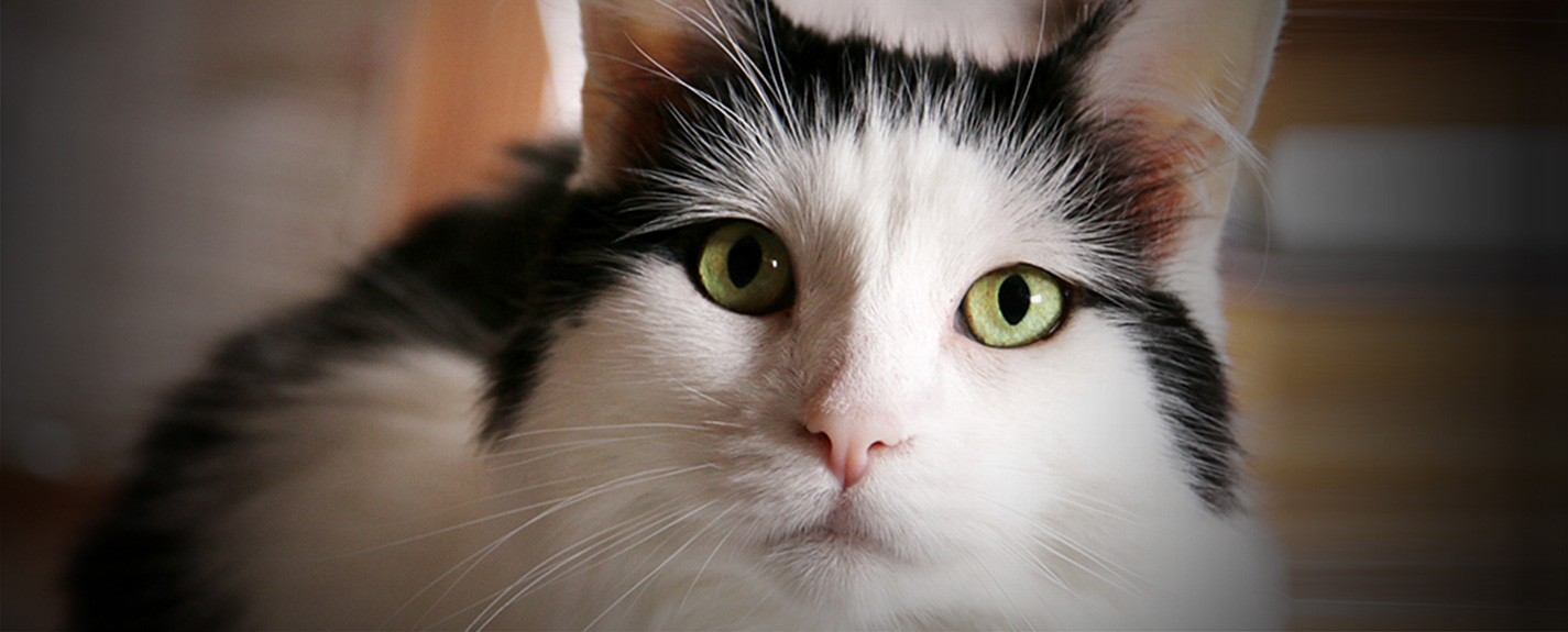 Chat domestique à poil long